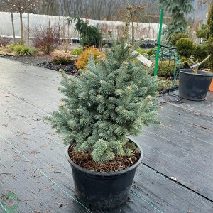  Jedľa plsnatoplodá (Abies lasiocarpa) ´COMPACTA´, výška: 70-90 cm, kont. C30L